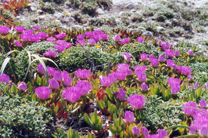 038-fleurs roses